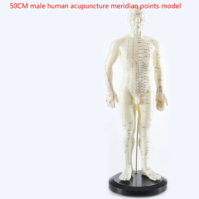 Žmogaus anglų-Kinų kūno akupunktūra taškų modelis meridian modelis akupunktūros taškus 26cm/ 48cm/50cm vyrų ir moterų