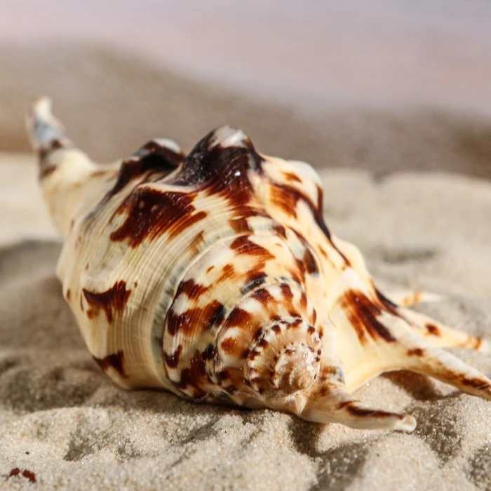 Dekoratyvinis shell, 11-12 cm, prekės gyvūnams,