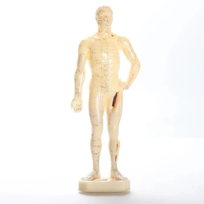 Žmogaus anglų-Kinų kūno akupunktūra taškų modelis meridian modelis akupunktūros taškus 26cm/ 48cm/50cm vyrų ir moterų